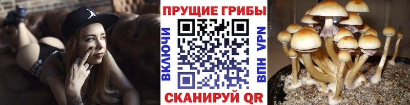 kraken ONION  Балтийск  Псилоцибиновые грибы мухоморы 